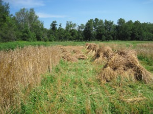 The field mid-harvest